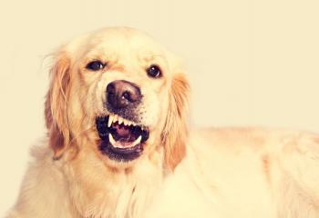 Antiskällhalsband banner