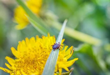 Fästinghalsband banner