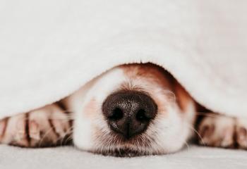 Lugnande hund banner