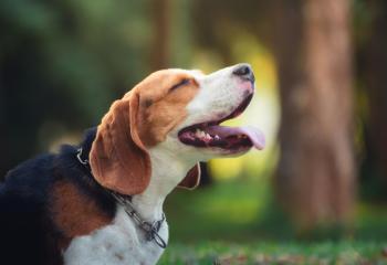 Vätskeersättning hund banner