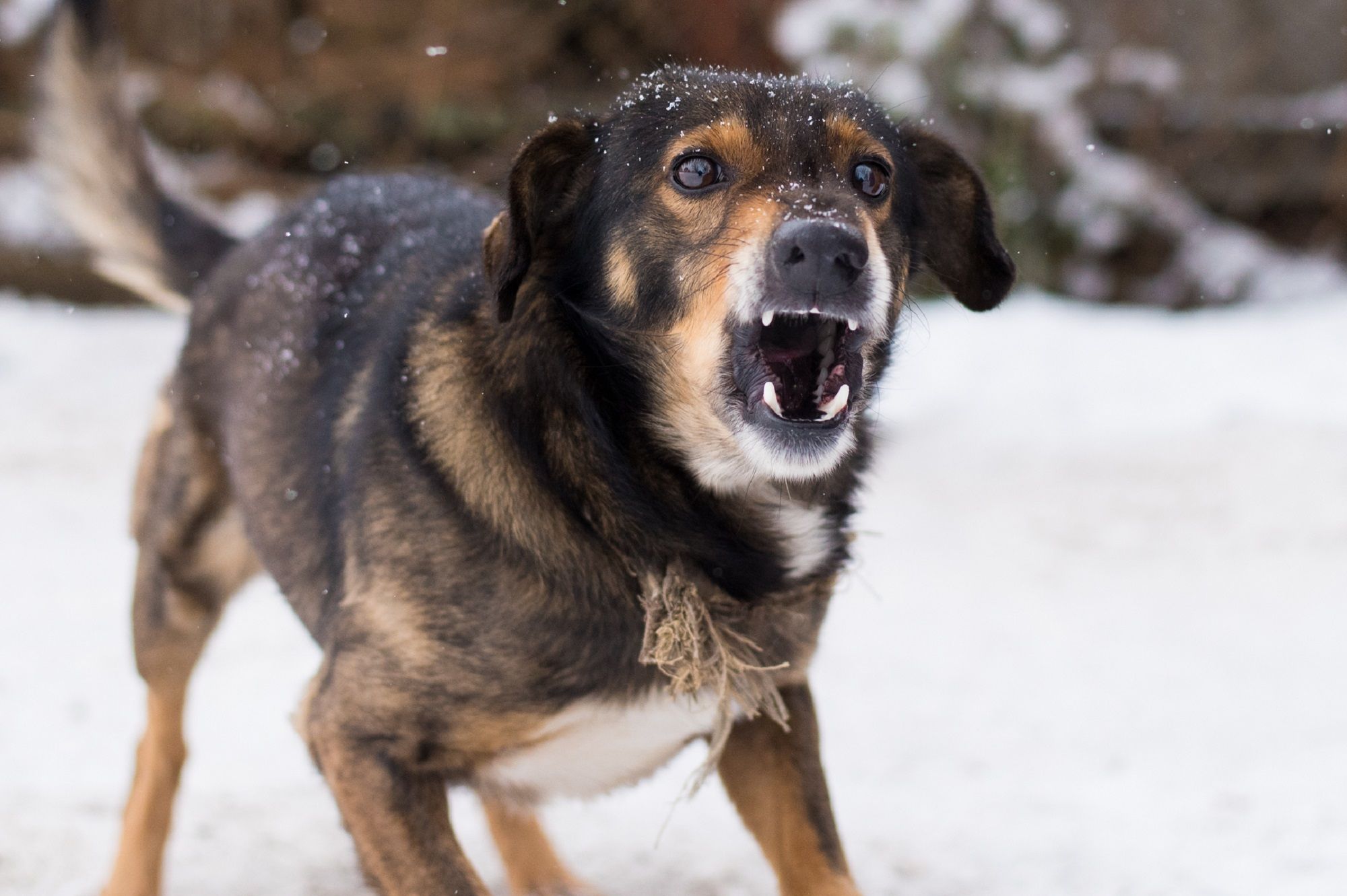 barking enraged angry dog outdoors dog looks aggressive dangerous may be infected by rabies angry dog snow furious dog angry aggressive dog showing teeth