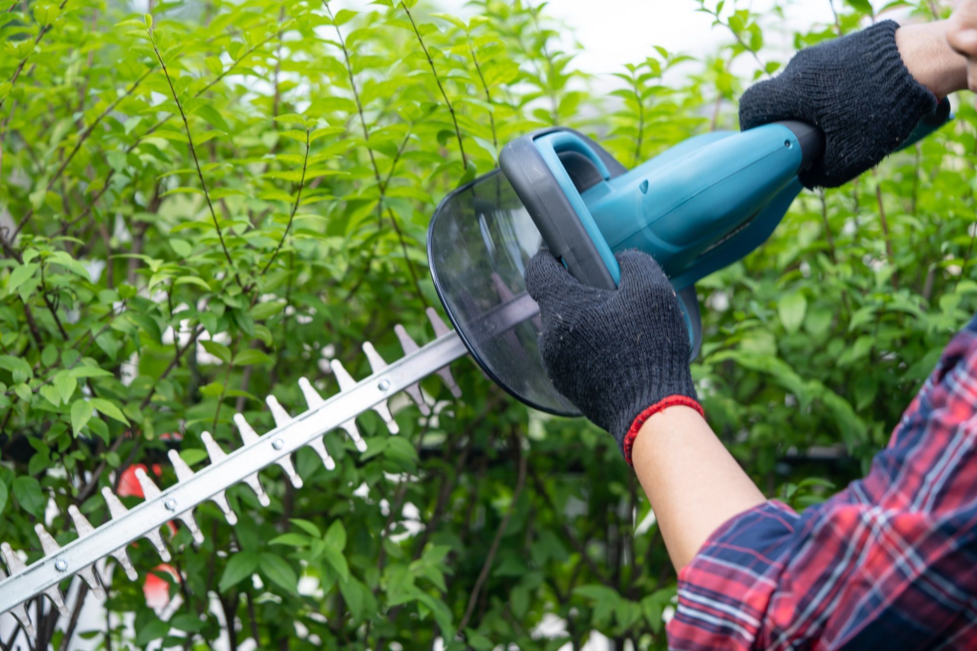 gardener holding electric hedge trimmer cut treetop garden
