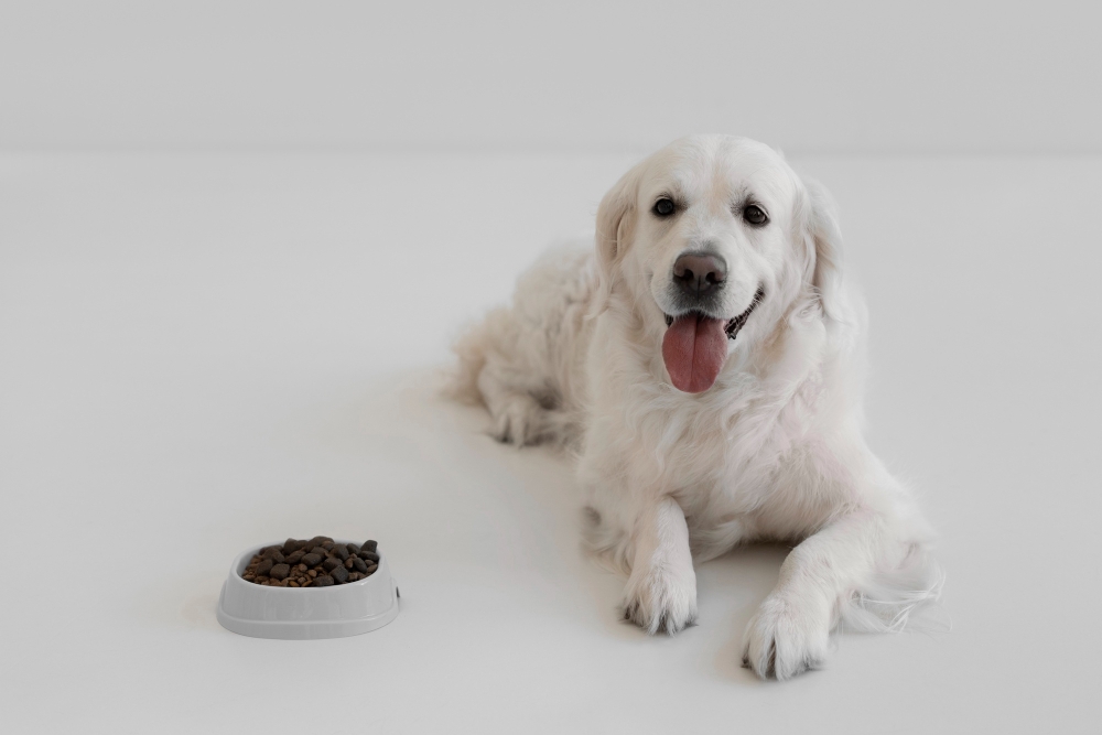 Beautiful dog with nutritious food