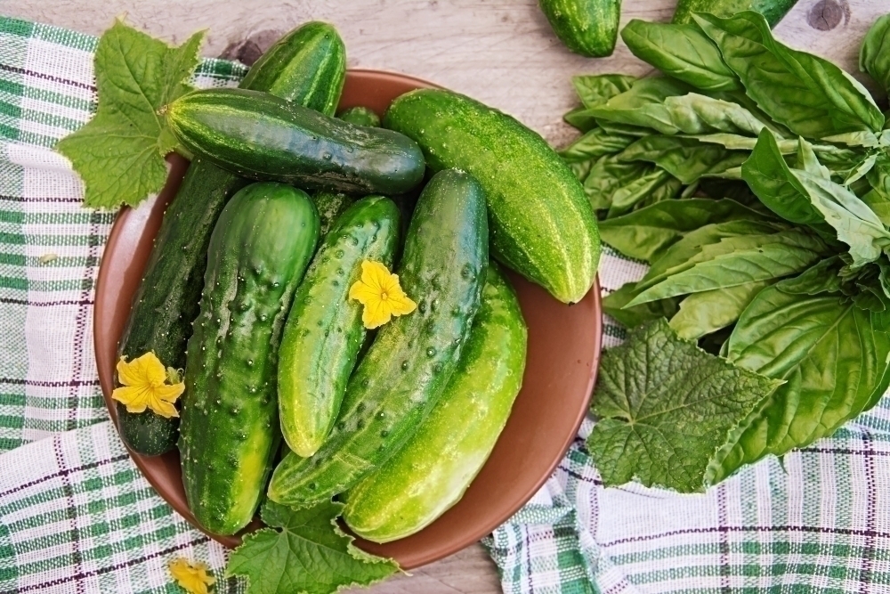 Fresh cucumbers rich in citrulline from the garden on the table in the summer garden. Top view