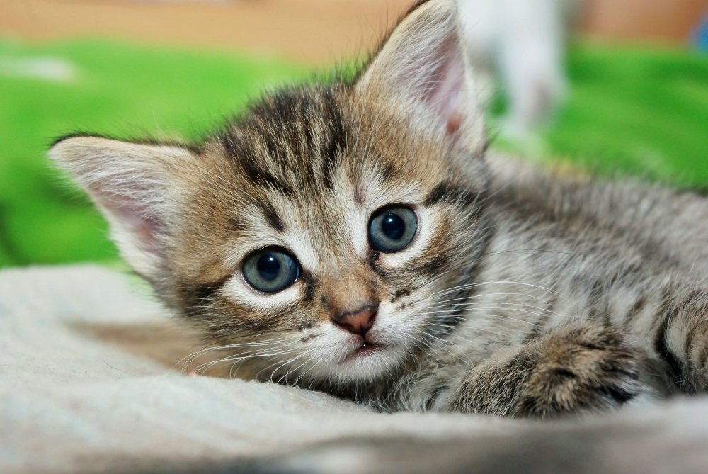 Little kitten lying on the bed and looking at the camera