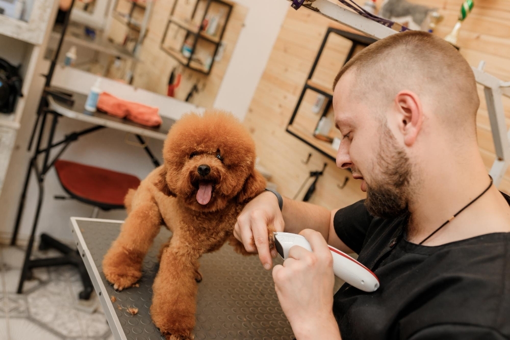 Man klipper hund med hundtrimmer