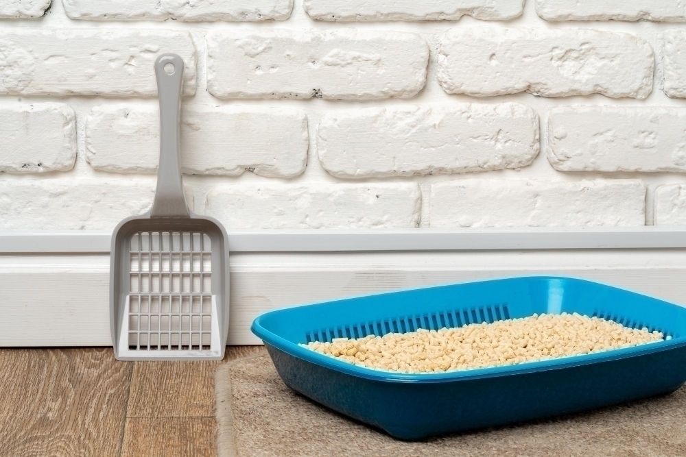 Plastic cat litter box in the bathroom