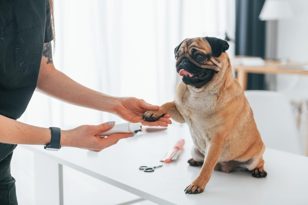 Pug hund hos veterinaren klipper klor