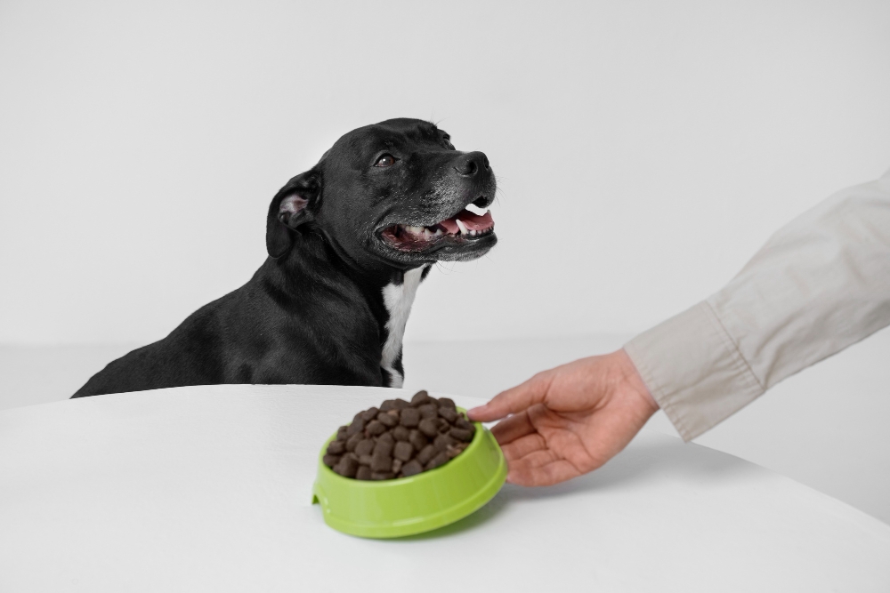 Side view hand holding dog food bowl