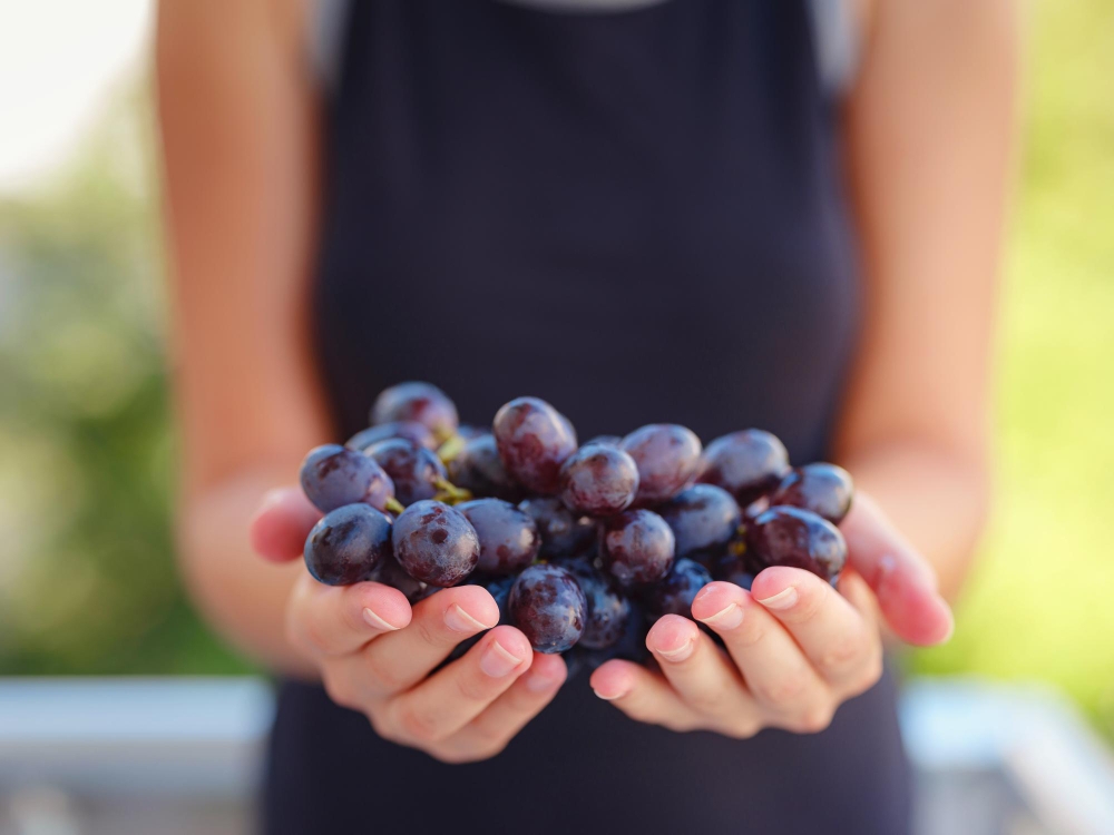 Vineyard Harvest in autumn season