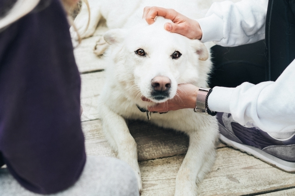 hund blir klappad